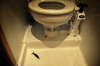 En blksprutte har fundet vej op gennem toilettet.