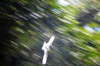 En hvid due, som kun findes her p en - og hedder den hvide hellignd.