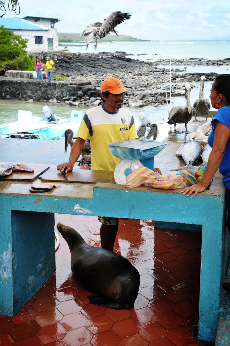 Lokal fiskehandler i Puerto Ayroa, Santa Cruz