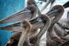 Pelikaner venter p fiskerester fra fiskehandlerne