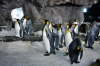Pingviner i Auckland - Kelly Tartons.